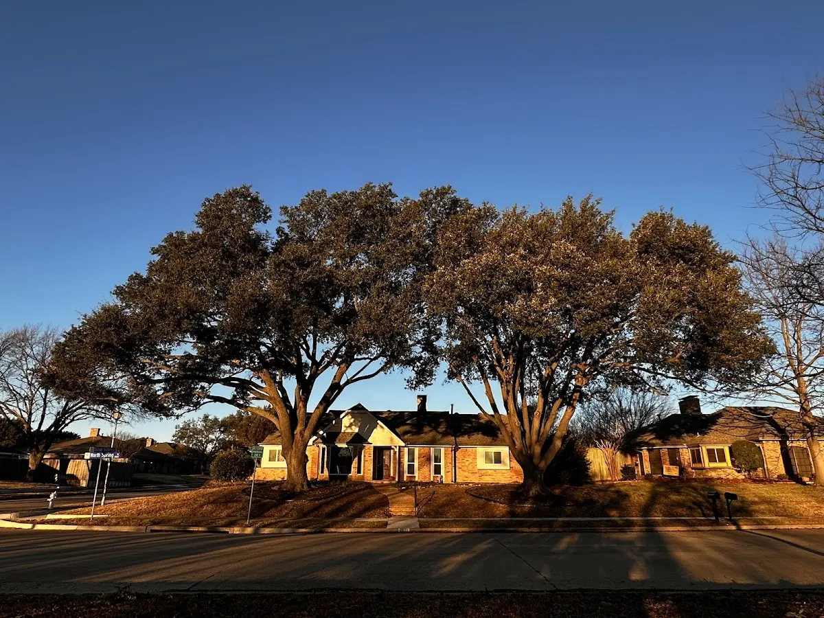 Established residential canopy tree shading a home in Strasburg